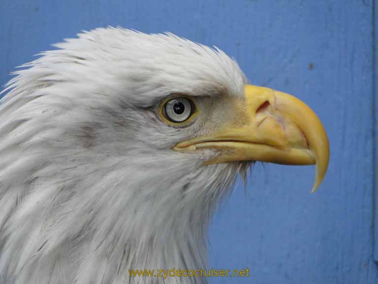 059: Carnival Spirit, Juneau - Captive Bald Eagle - Mount Roberts