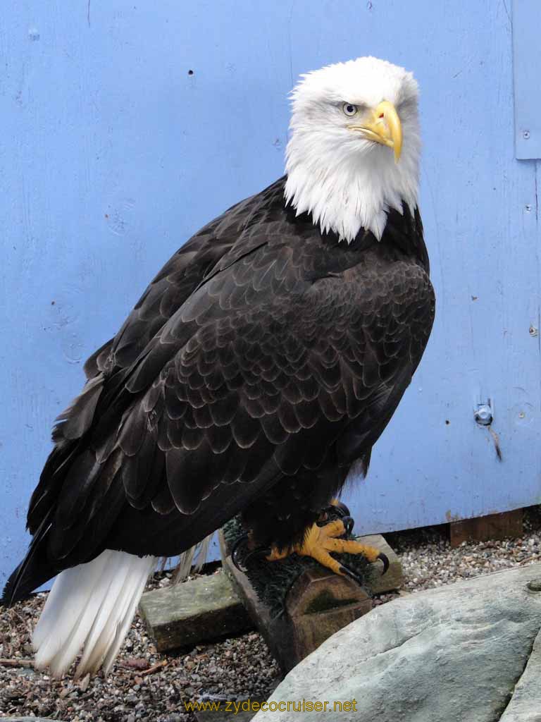 060: Carnival Spirit, Juneau - Captive Bald Eagle - Mount Roberts