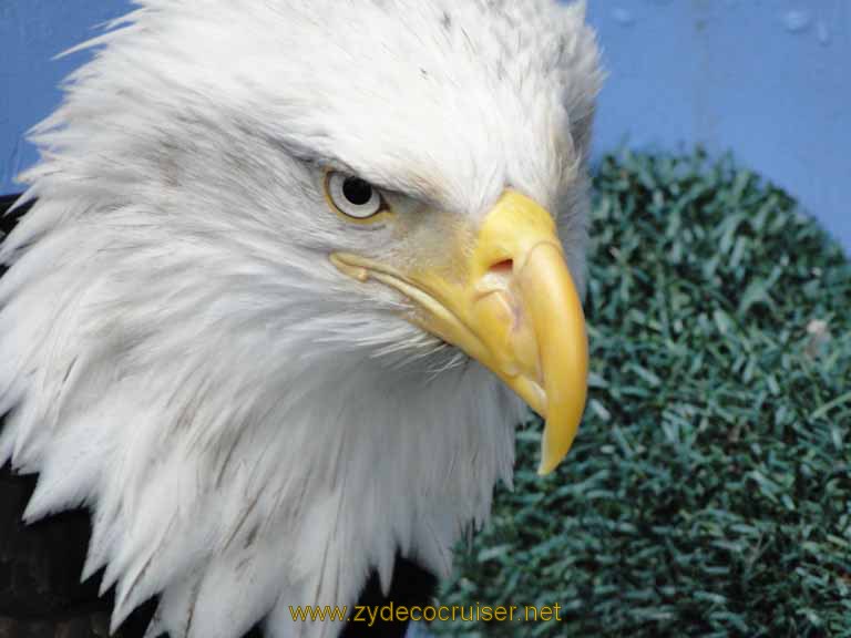 063: Carnival Spirit, Juneau - Captive Bald Eagle - Mount Roberts