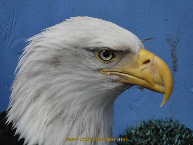 064: Carnival Spirit, Juneau - Captive Bald Eagle - Mount Roberts