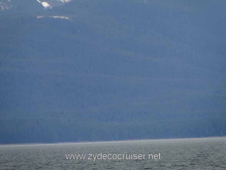 159: Carnival Spirit - Auke Bay - Whale Quest 