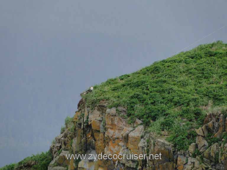 163: Carnival Spirit - Auke Bay - Whale Quest - See the Bald Eagle on the island?