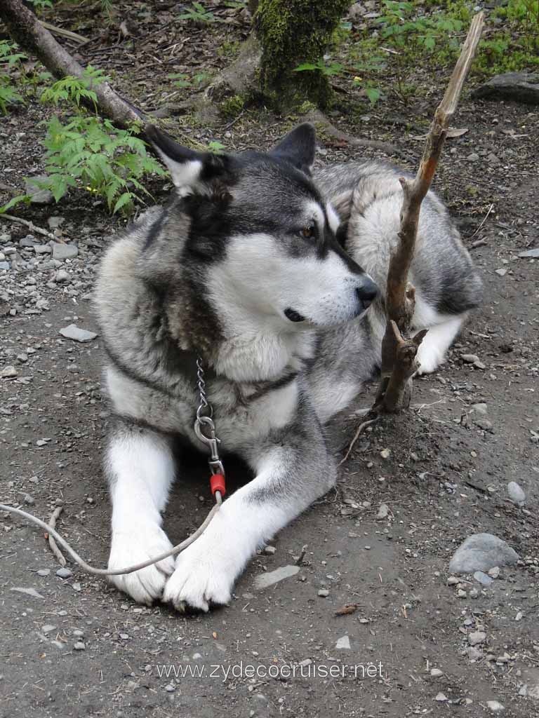 221: Carnival Spirit - Juneau - Gold Creek Salmon Bake - Big, Friendly Dog