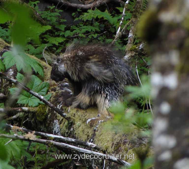 251: Carnival Spirit - Juneau - Gold Creek Salmon Bake - Porcupine!