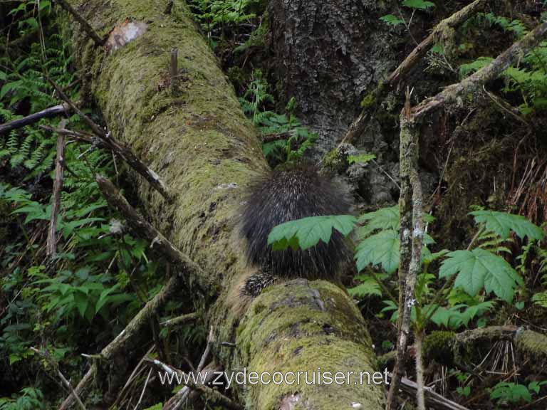 253: Carnival Spirit - Juneau - Gold Creek Salmon Bake - Porcupine