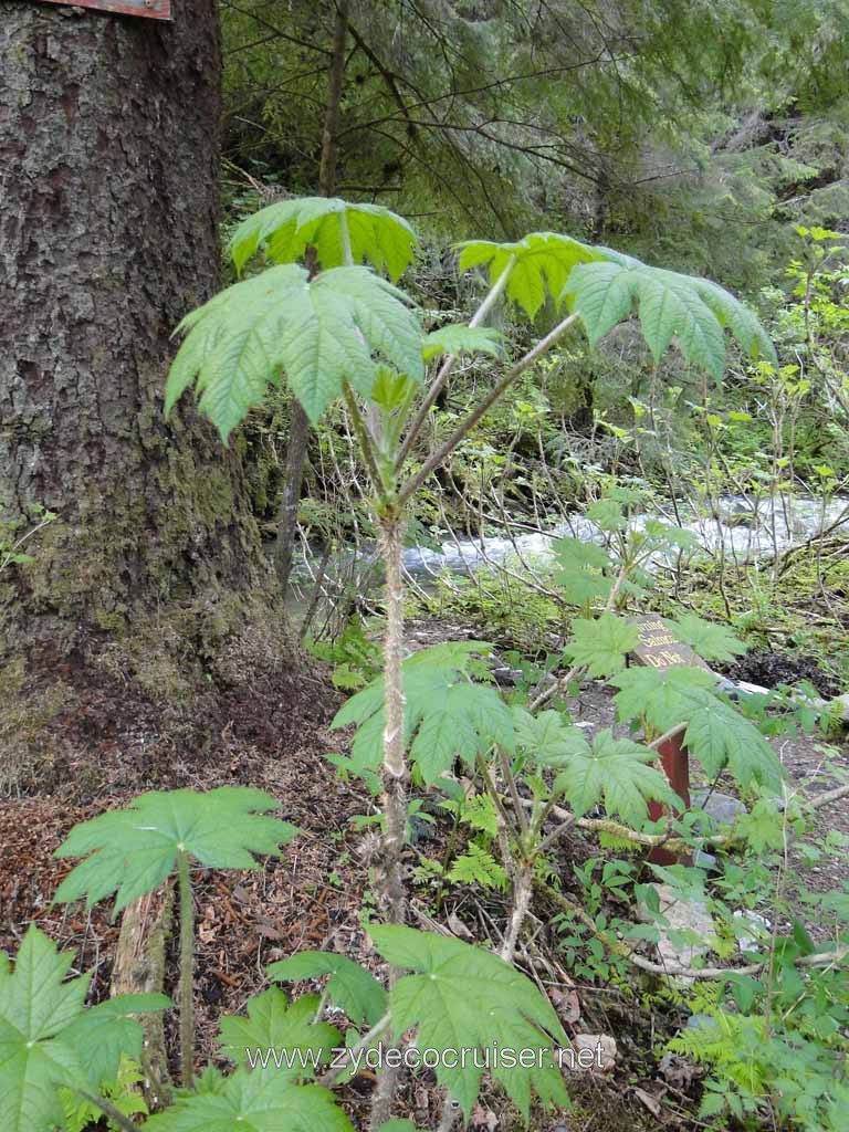 259: Carnival Spirit - Juneau - Gold Creek Salmon Bake