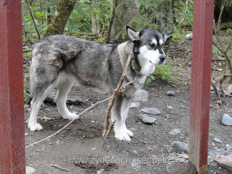 265: Carnival Spirit - Juneau - Gold Creek Salmon Bake - Big, friendly dog, again - loved salmon!