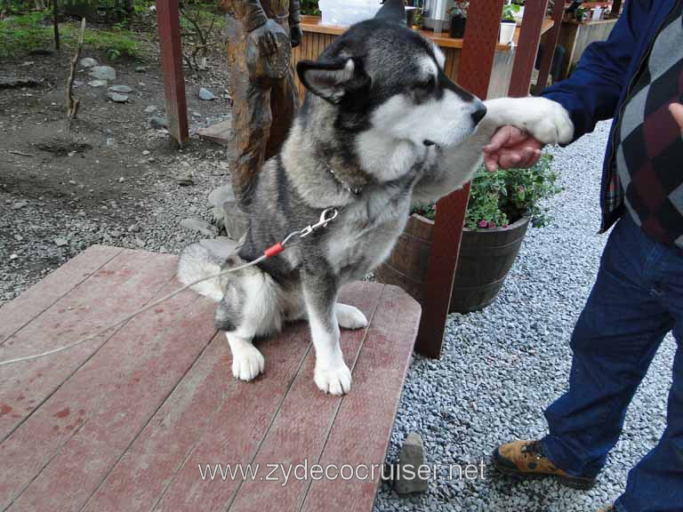 268: Carnival Spirit - Juneau - Gold Creek Salmon Bake - Woof!