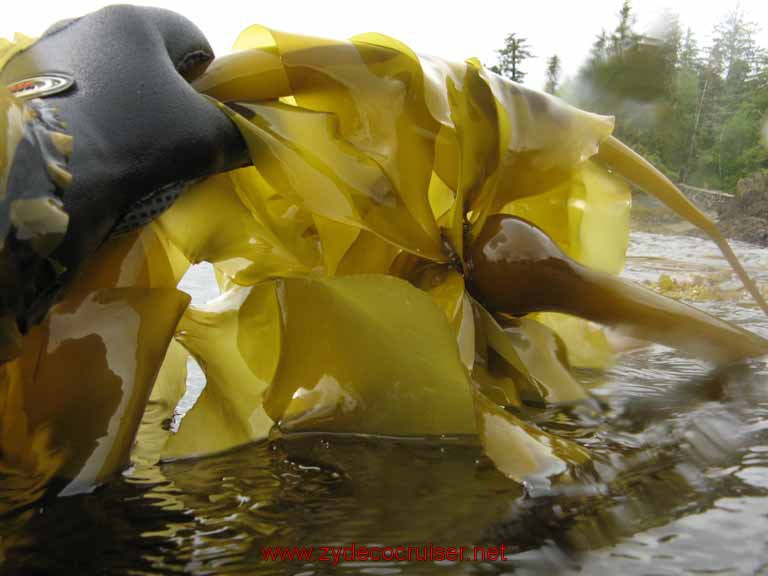 Ketchikan - Mountain Point Snorkel Trip - Krlp