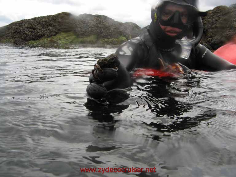 Ketchikan - Mountain Point Snorkel Trip - a crab