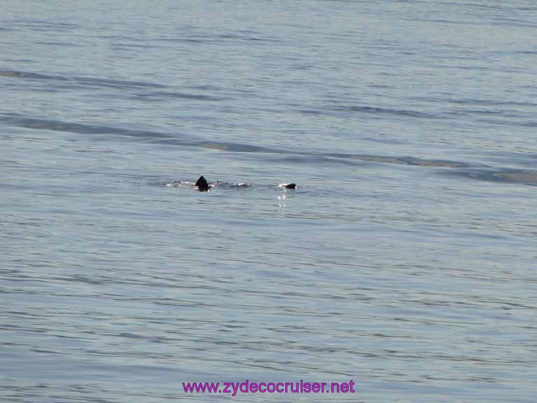 006: Sitka - otter visible from shore