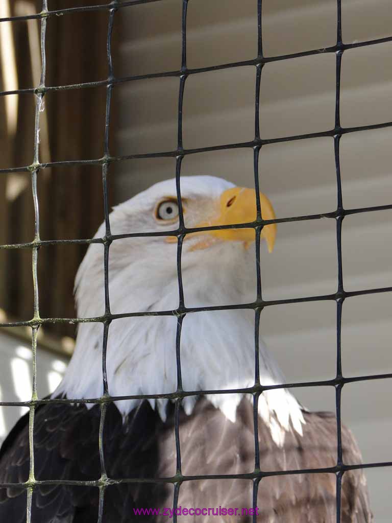 011: Sitka - Alaska Raptor Center - Volta - Bald Eagle