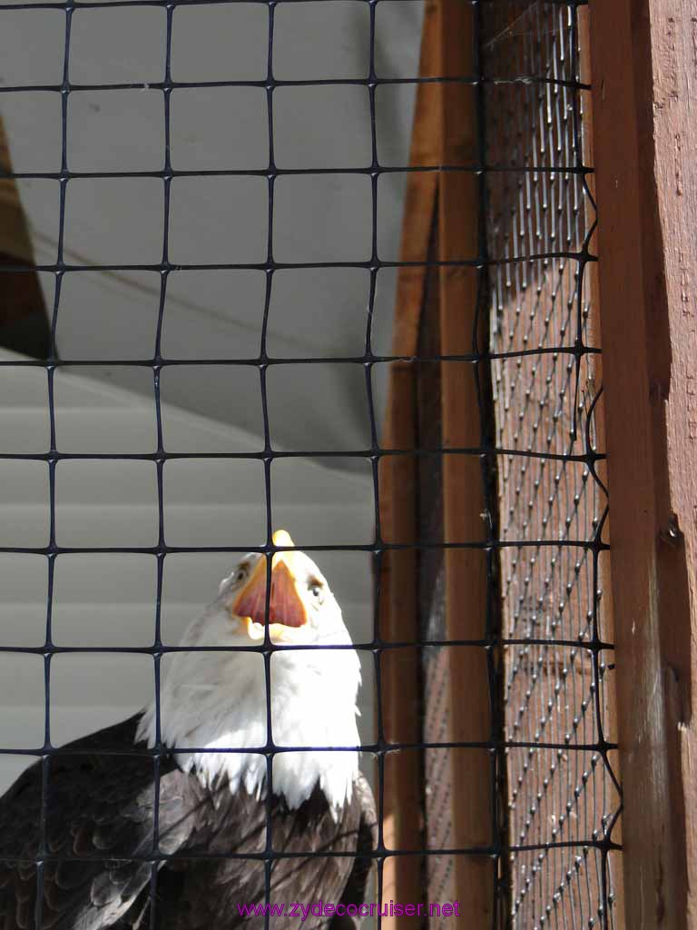 014: Sitka - Alaska Raptor Center - Volta - Bald Eagle