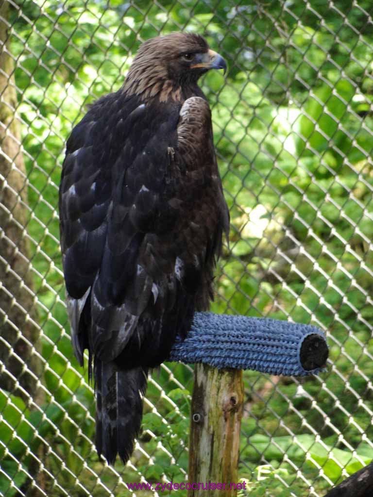 029: Sitka - Alaska Raptor Center - Golden Eagle