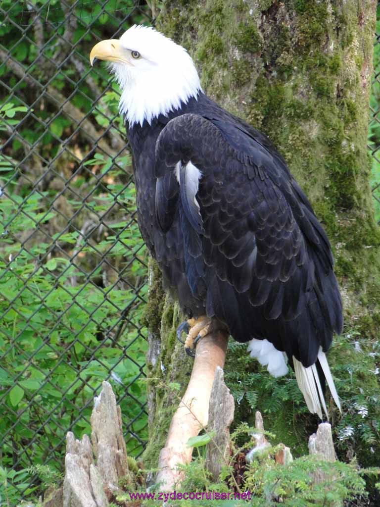 037: Sitka - Alaska Raptor Center - Bald Eagle