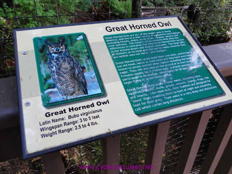 046: Sitka - Alaska Raptor Center - Great Horned Owl