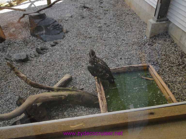 061: Sitka - Alaska Raptor Center 