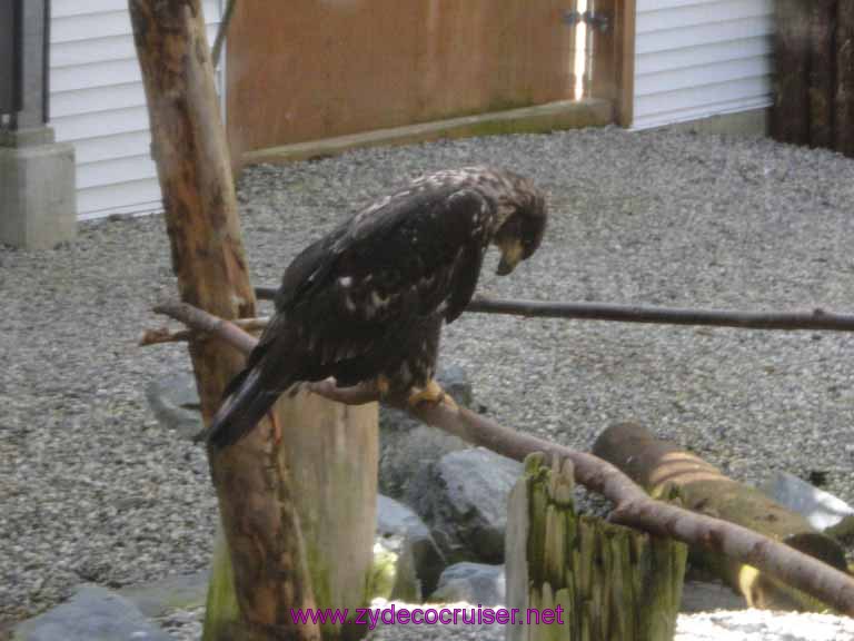 063: Sitka - Alaska Raptor Center 