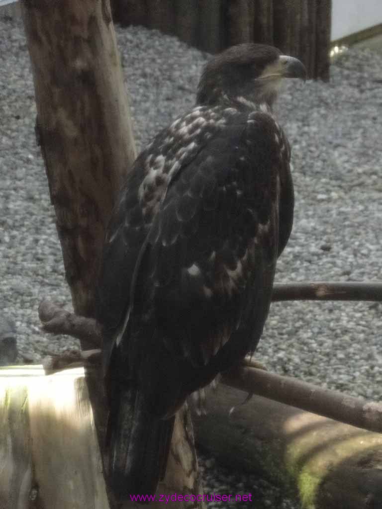 064: Sitka - Alaska Raptor Center 