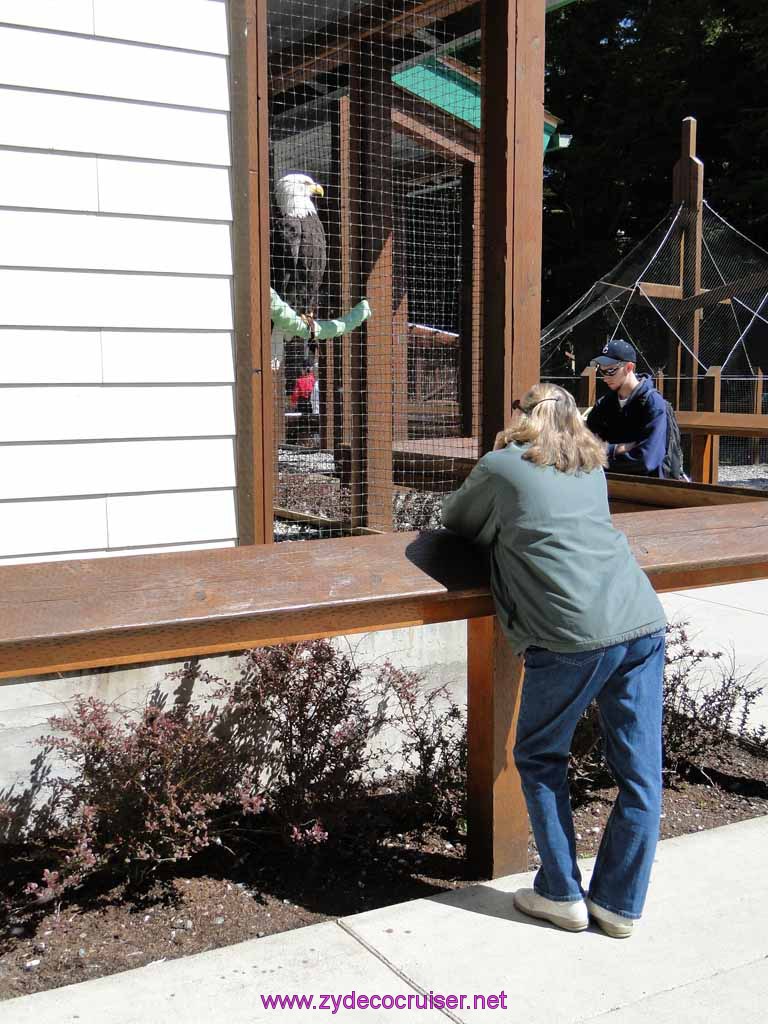 083: Sitka - Alaska Raptor Center - Volta - Bald Eagle and friend