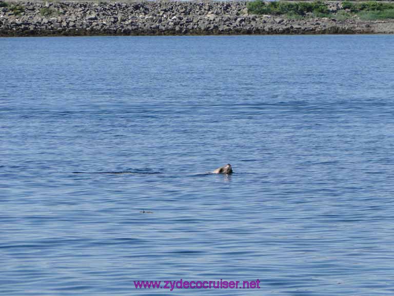 097: Sitka - Captain's Choice Wildlife Quest and Beach Exploration - Otter