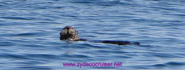 112: Sitka - Captain's Choice Wildlife Quest and Beach Exploration - Otter