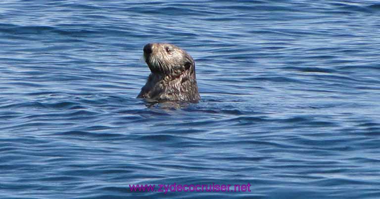 113: Sitka - Captain's Choice Wildlife Quest and Beach Exploration - Otter