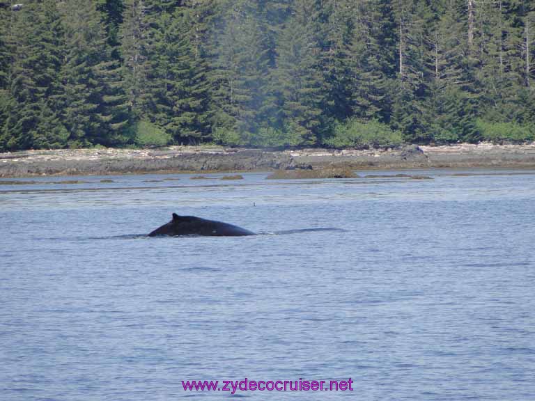 118: Sitka - Captain's Choice Wildlife Quest and Beach Exploration - Humpback Whale