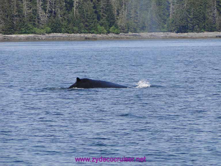 119: Sitka - Captain's Choice Wildlife Quest and Beach Exploration - Humpback Whale