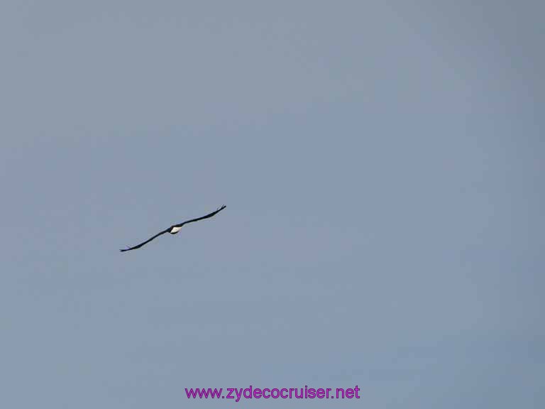 122: Sitka - Captain's Choice Wildlife Quest and Beach Exploration - Bald Eagle