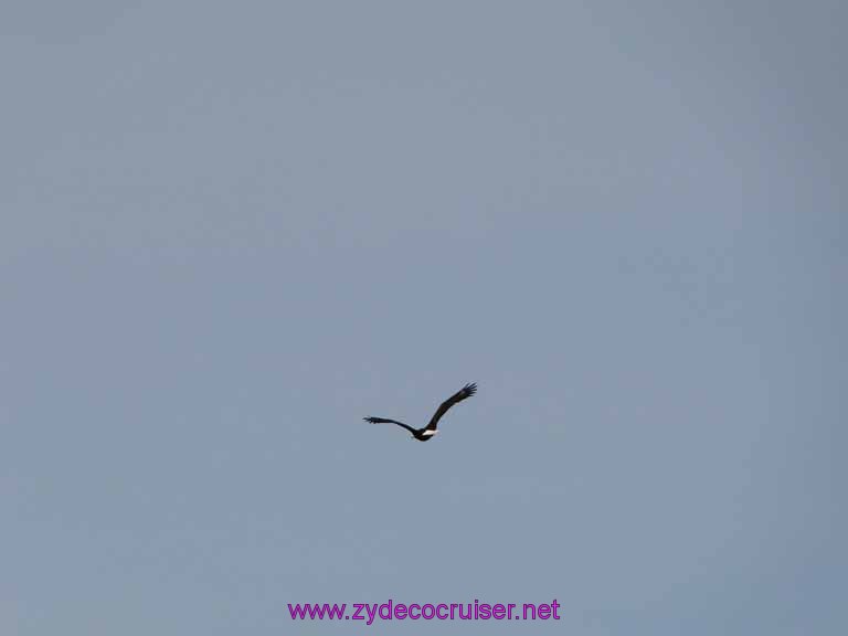 123: Sitka - Captain's Choice Wildlife Quest and Beach Exploration - Bald Eagle