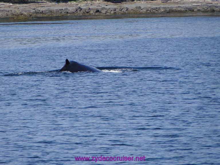 125: Sitka - Captain's Choice Wildlife Quest and Beach Exploration - Humpback Whale