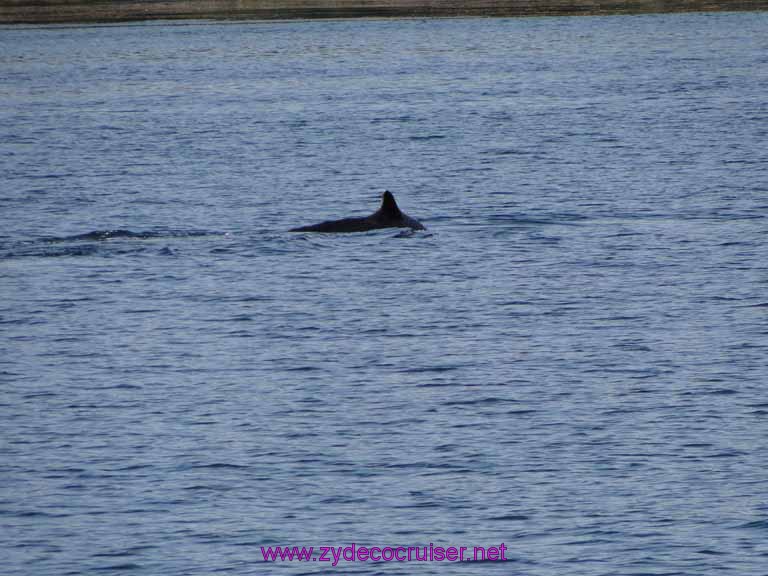 126: Sitka - Captain's Choice Wildlife Quest and Beach Exploration - Humpback Whale