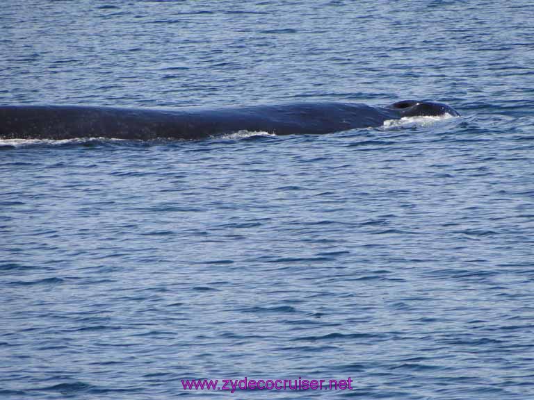 127: Sitka - Captain's Choice Wildlife Quest and Beach Exploration - Humpback whale