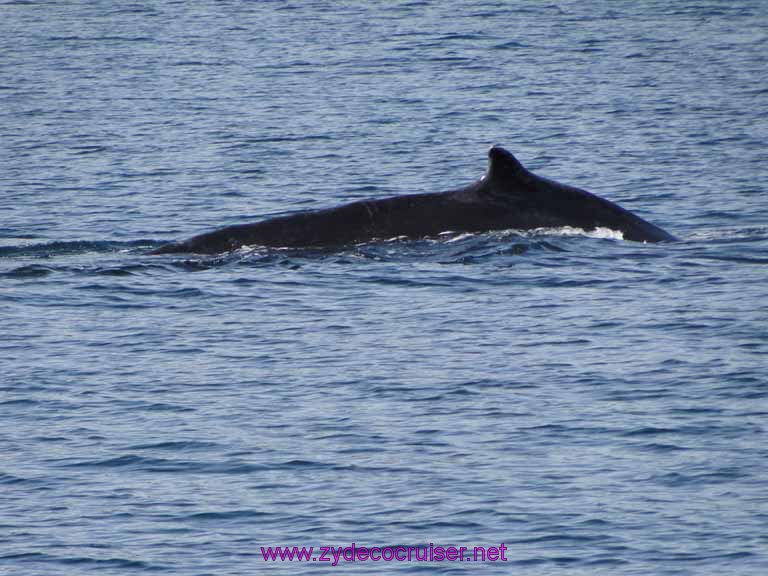 128: Sitka - Captain's Choice Wildlife Quest and Beach Exploration - Humpback whale