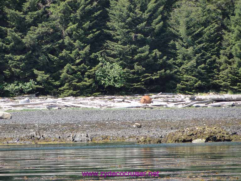 129: Sitka - Captain's Choice Wildlife Quest and Beach Exploration - There was a bear cub there