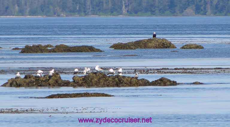 130: Sitka - Captain's Choice Wildlife Quest and Beach Exploration - Bald Eagle checking out a herd of seagulls