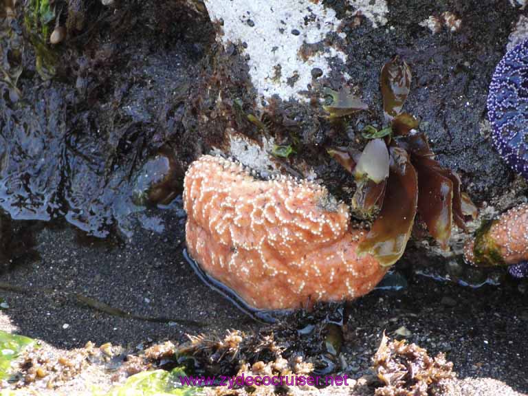 150: Sitka - Captain's Choice Wildlife Quest and Beach Exploration - Starfish