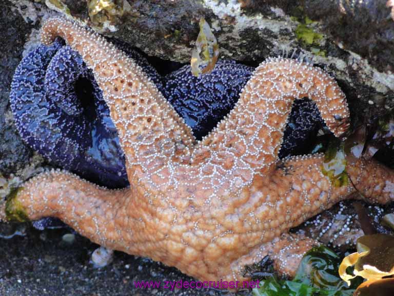 151: Sitka - Captain's Choice Wildlife Quest and Beach Exploration - Tide pool starfish