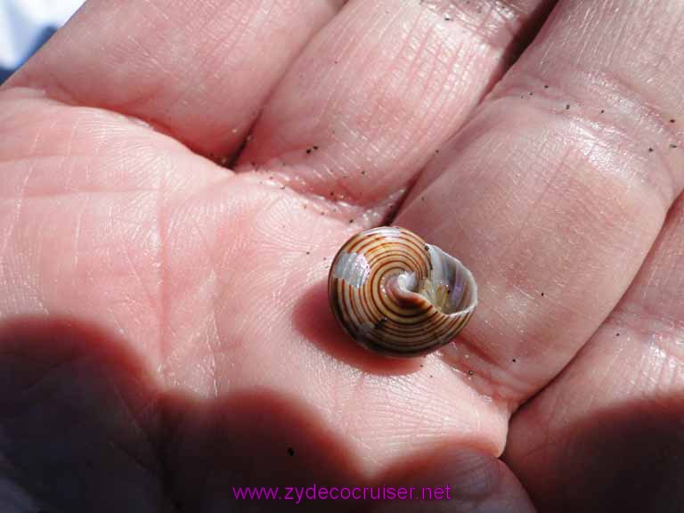 155: Sitka - Captain's Choice Wildlife Quest and Beach Exploration - hermit crab