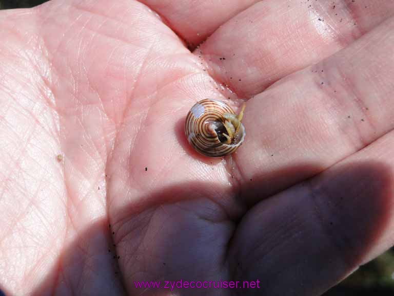 158: Sitka - Captain's Choice Wildlife Quest and Beach Exploration - hermit crab