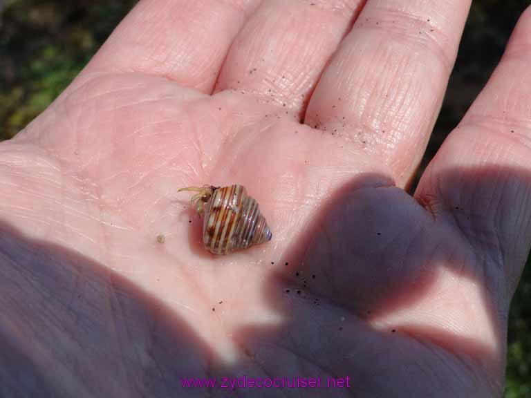 159: Sitka - Captain's Choice Wildlife Quest and Beach Exploration - Hermit Crab