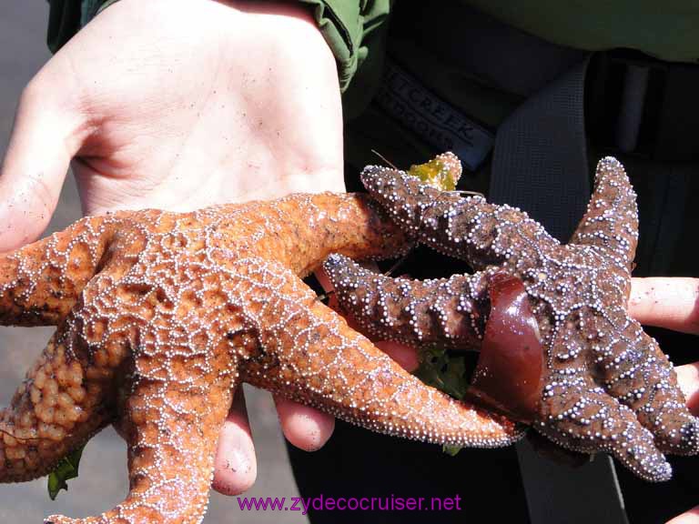 162: Sitka, Alaska - Captain's Choice Wildlife Quest and Beach Exploration - starfish