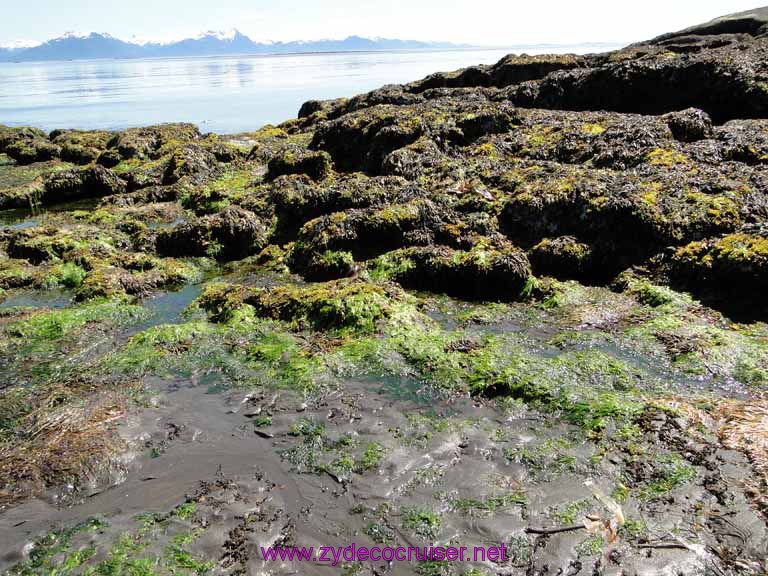 166: Sitka - Captain's Choice Wildlife Quest and Beach Exploration