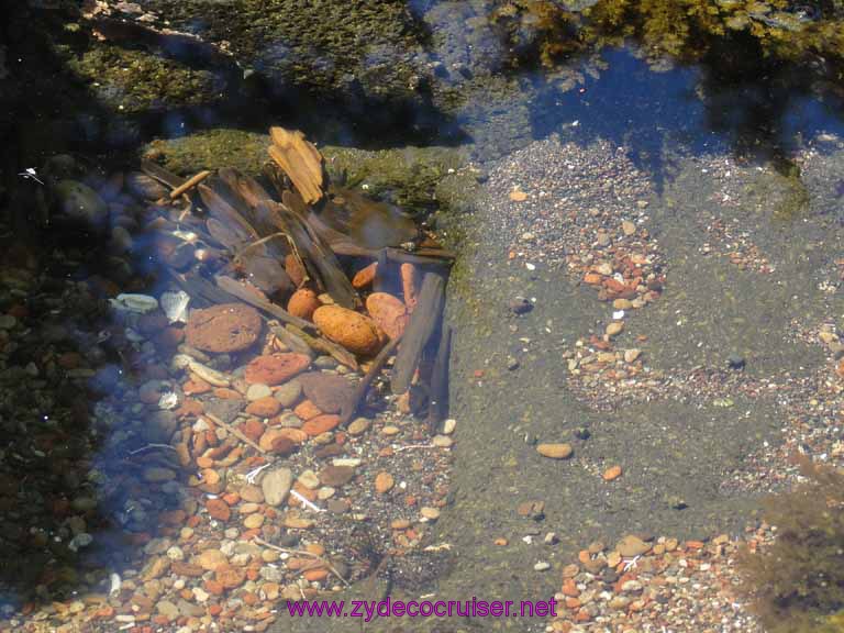 168: Sitka - Captain's Choice Wildlife Quest and Beach Exploration - Exploring tide pools