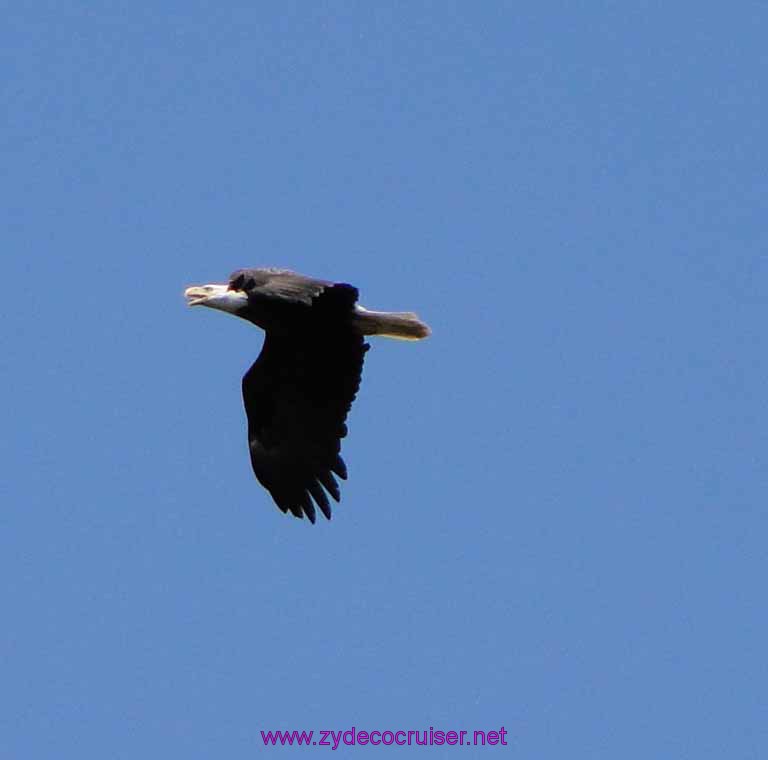 173: Sitka, Alaska - Captain's Choice Wildlife Quest and Beach Exploration - Bald Eagle