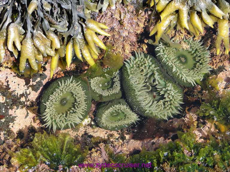 174: Sitka, Alaska - Captain's Choice Wildlife Quest and Beach Exploration - anemones