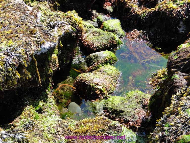 175: Sitka - Captain's Choice Wildlife Quest and Beach Exploration - tide pool