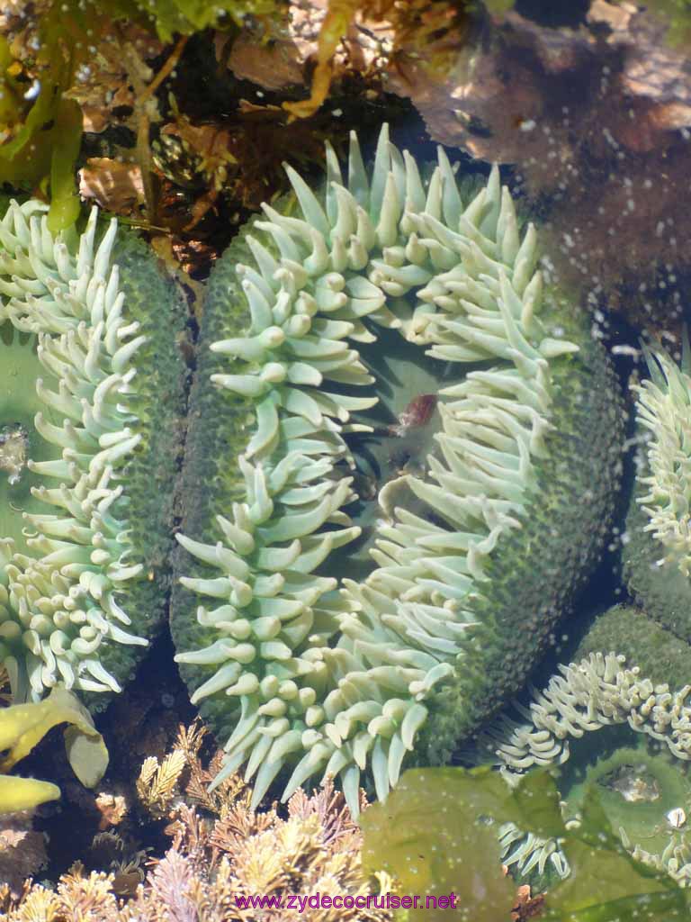 176: Sitka - Captain's Choice Wildlife Quest and Beach Exploration - anemone