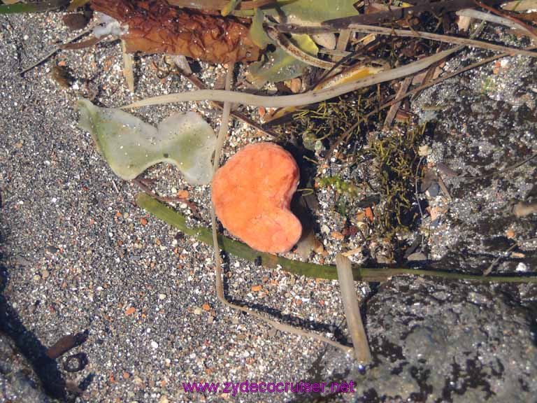 180: Sitka - Captain's Choice Wildlife Quest and Beach Exploration - some kind of snail?